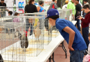 En Jerez realizan exposición y exhibición de gallos