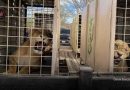 Violencia obliga a santuario a huir de Culiacán